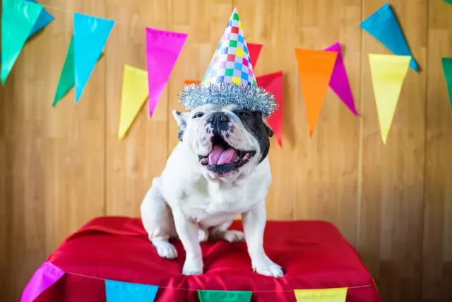 49 Dog Birthday Puns to Send Yappy Birthday Wishes!