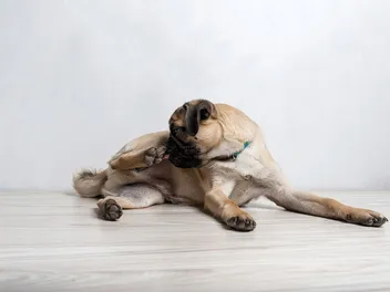 Why Is My Pug Licking So Much? 15 Vet Reviewed Reasons