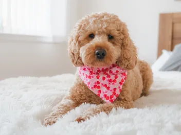 Cost of Owning a Dog in Australia (2026 Price Guide)