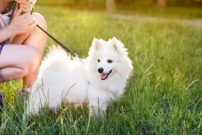 white young dog girl on a leash without a muzzle