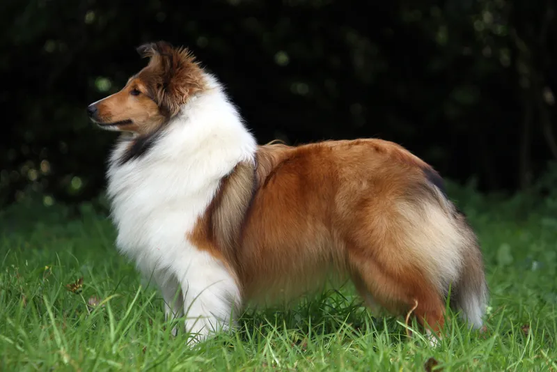 sable sheltie standing on grass