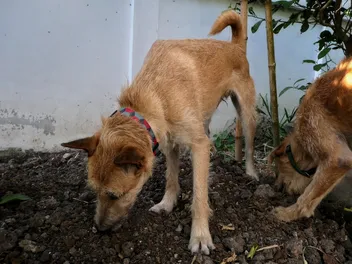 Why on Earth Do Dogs Eat Socks, Rocks, and Dirt?