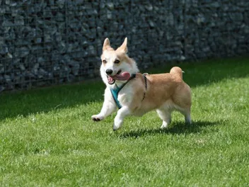 What's the Fastest a Corgi Can Run? Surprising Facts & FAQ