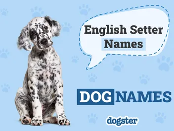 200+ Popular & Unique English Setter Names: Ideas for Spotted Sport Dogs