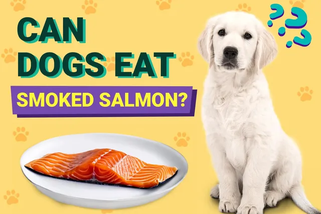 Can Dogs Eat Smoked Salmon? Vet-Approved Benefits & Risks