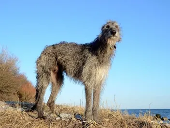 Scottish Deerhound Dog Breed: Info, Pictures, Care & Traits