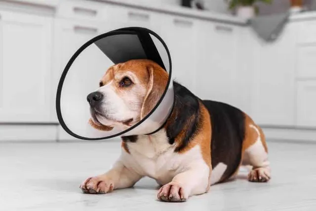 Cone of Shame: 5 Vet-Approved Alternatives