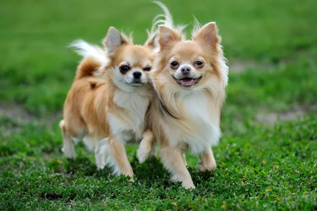 5 Adorable Long-Haired Chihuahua Haircuts & Grooming Styles (With Info & Pictures)