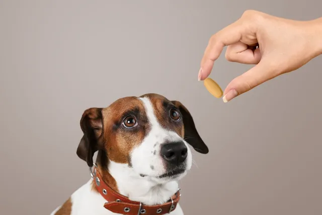 Benadryl for Dogs: Our Vet Explains Safety & Effectiveness