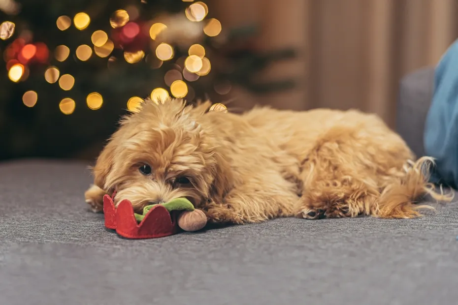 A small dog of the multipoo