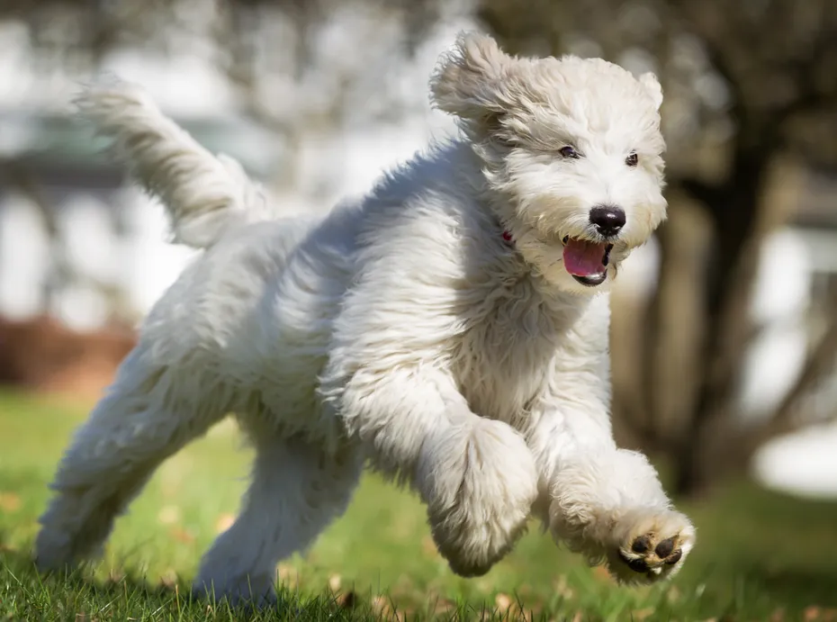 A mixed breed dog running without leash outdoors in the nature on a sunny day.