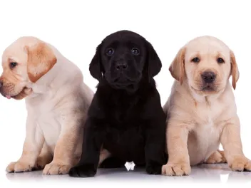 Labrador Retriever Puppies for Sale in Kansas: 2026 Breeders List