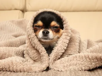 Why Do Chihuahuas Burrow? Vet-Reviewed Facts & Explanation