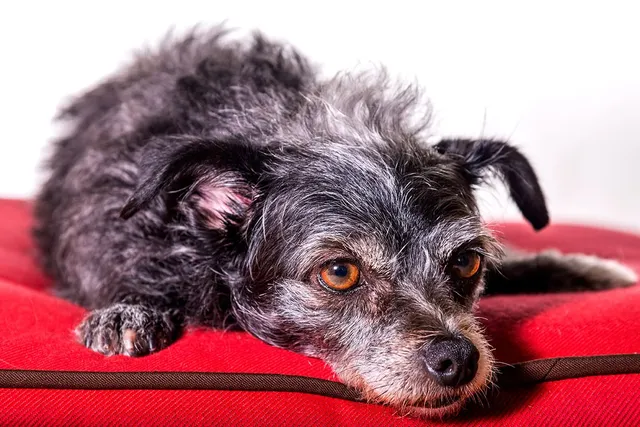 Dorkie (Dachshund & Yorkshire Terrier Mix): Info, Pictures, Care & More