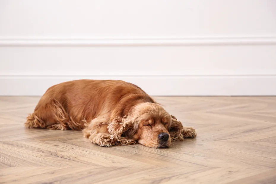 Cute Cocker Spaniel dog lying on warm floor indoors
