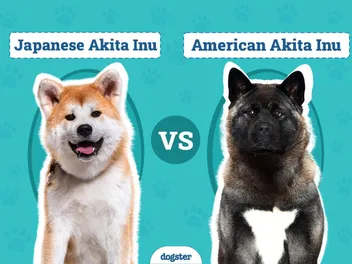 Japanese Akita Inu vs American Akita: Vet-Verified Differences (With Pictures)