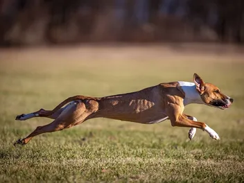 How Fast Do Whippets Run? Vet-Reviewed Facts & Comparison Chart