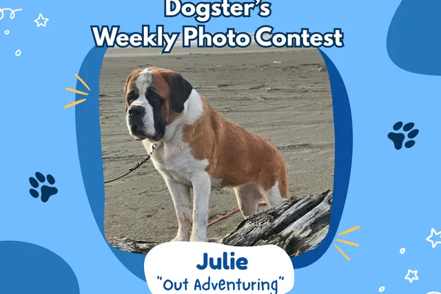 Dogster’s Weekly Photo Contest Winners: Out Adventuring (March 12, 2026)