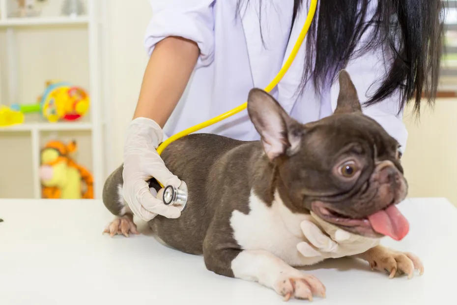 Veterinarian check up of Pregnant French Bulldog