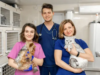Crowdfunding for Vet Bills: 12 Tips How to Do It