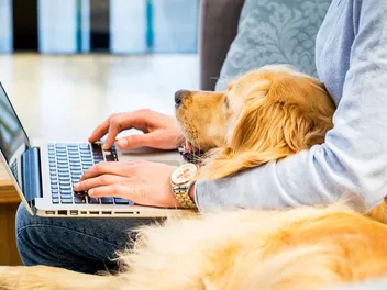 How to Keep a Dog Busy While Working From Home: 16 Expert Tips