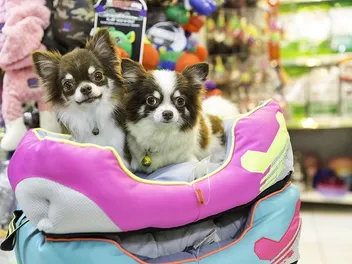 What Do Pet Stores Do With Unsold Animals? Facts & FAQ