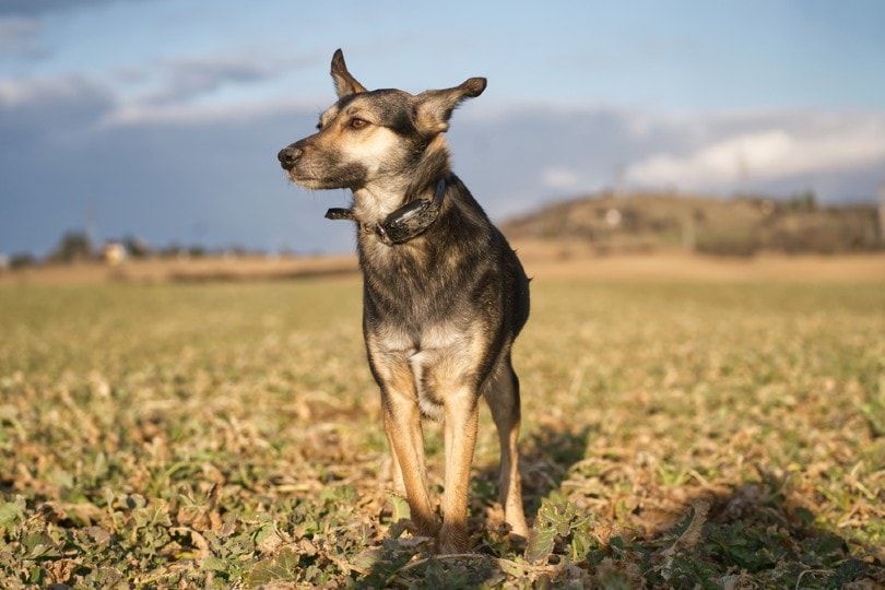 dog with ecollar for invisible fence