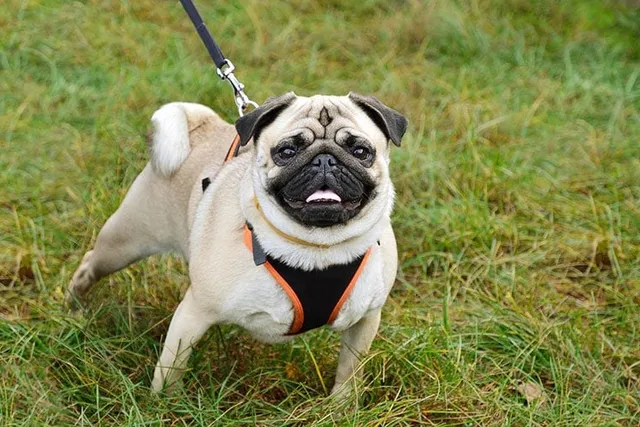 Are Pugs Aggressive? Breed Facts & Traits