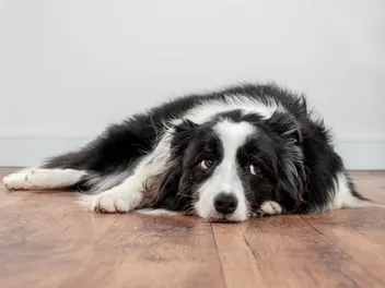 Can Dogs Feel Rejection? Vet-Verified Canine Emotions Guide