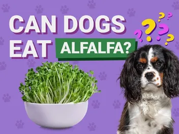 Can Dogs Eat Alfalfa? Vet-Verified Facts to Know