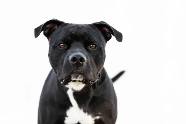 Black Pitbull: Info, Pictures, Origin & History