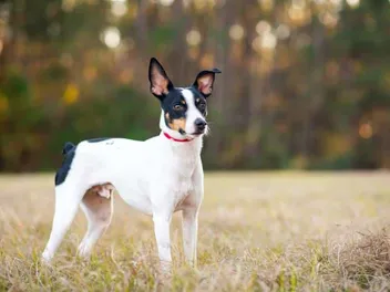 8 Rat Terrier Facts: History, Appearance & Traits
