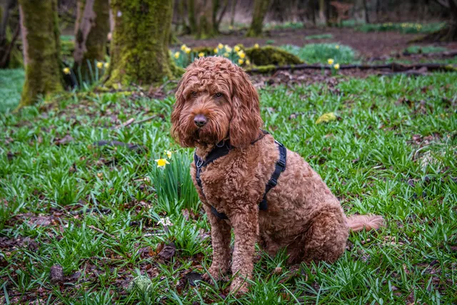 Red Cockapoo: Info, Pictures, Origin & History