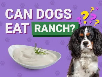 Can Dogs Eat Ranch Dressing? Vet-Verified Nutrition Facts & Risks