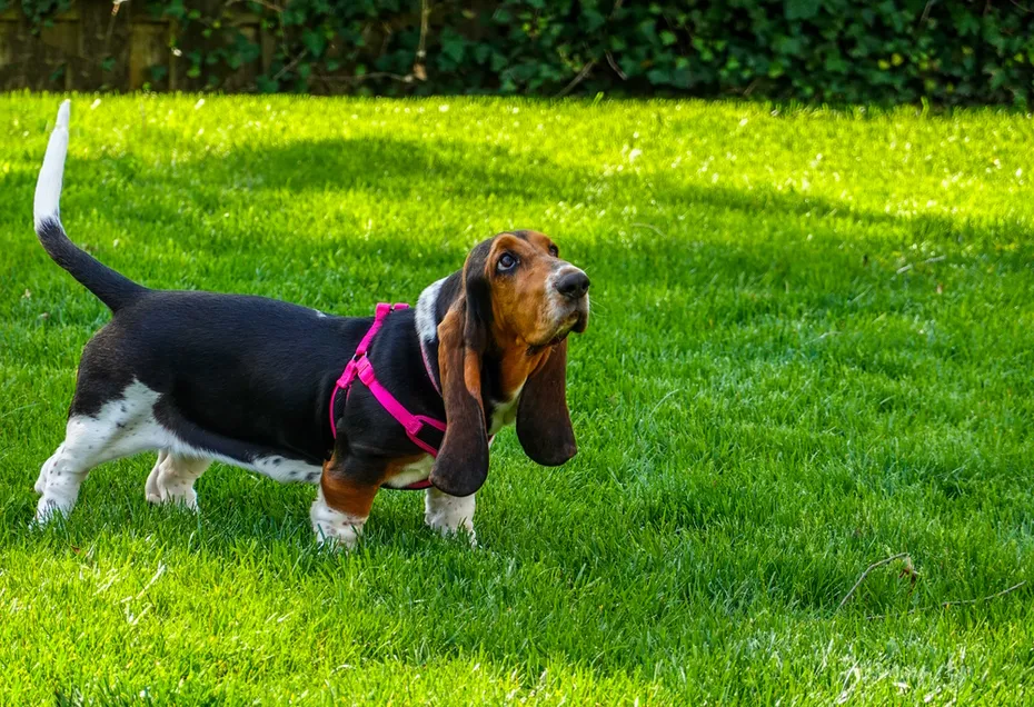 female-basset-hound-wearing-a-pink-harness-on-a-green-grass