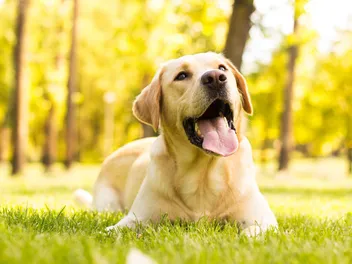 Dog Hiccups: Vet-Verified Causes, Care Guide & FAQ