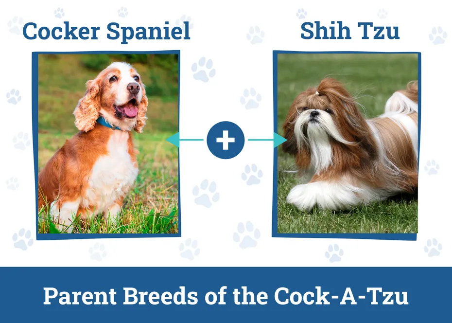 Parent Breeds of the Cock-A-Tzu