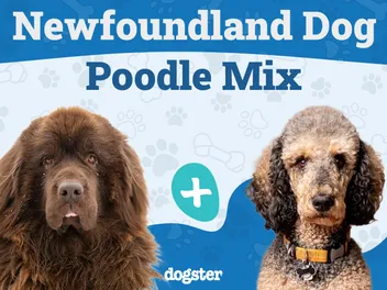 Newfypoo (Newfoundland & Poodle Mix): Info, Pictures, Care & More