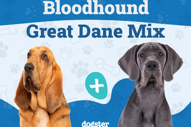 Bloodhound Great Dane Mix: Info, Pictures, Care & More