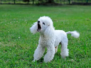 Are Poodles Aggressive? Breed Behavior & Vet-Approved Training Tips