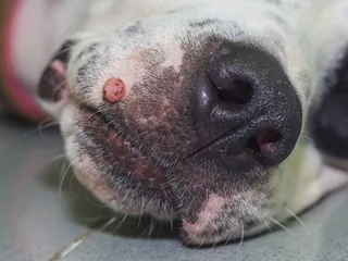Why Does My Dog Have Warts? Vet Explains Causes, Signs & Treatment