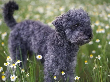 Blue Poodle: Info, Pictures, Origin & History