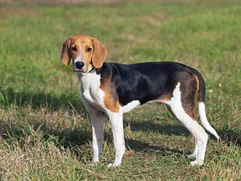 Estonian Hound: Dog Breed Info, Pictures, Traits, & Care
