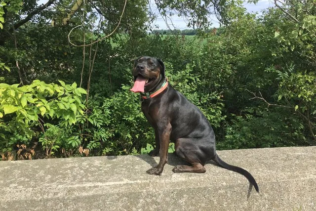 Bullweiler (English Bulldog & Rottweiler Mix): Info, Pictures & Care Guide