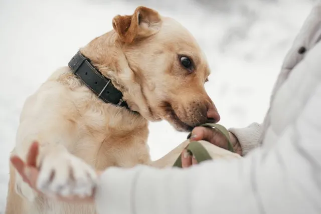What Is a Diabetes Alert Dog & How to Get One? Vet-Verified Facts & FAQ