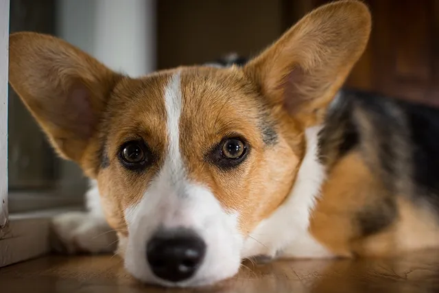 Can a Corgi Be Left Alone at Home? Vet-Verified Facts & Considerations
