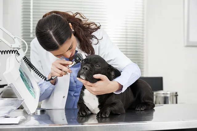 French Bulldog Ear Infections: Signs, Causes & Vet-Approved Care Guide