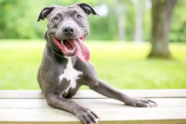 Why Do Dogs Stick Their Tongue Out? 7 Vet-Reviewed Possible Reasons