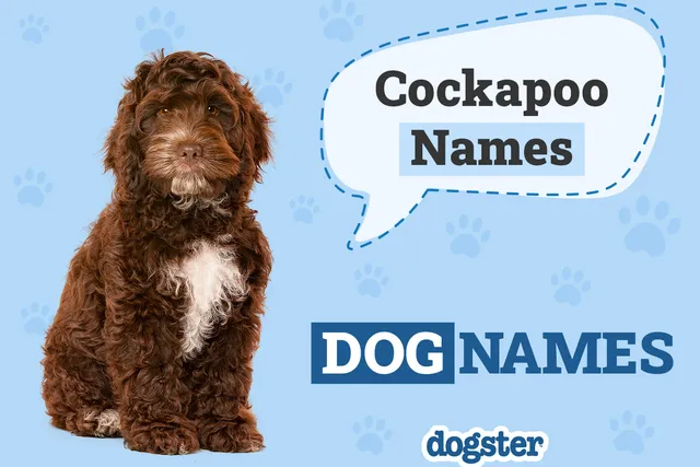 220 Popular and Unique Cockapoo Names: Ideas for Affectionate and Fluffy Dogs