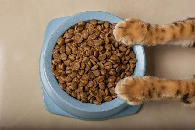 How to Stop My Cat from Eating Dog Food? 7 Vet-Verified Tips & Trick